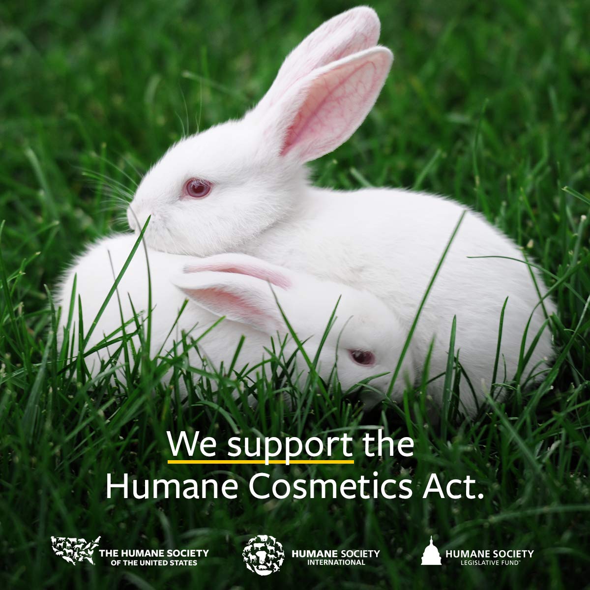 US Organic 100% Pure Clove Stem Essential Oil - USDA Certified Organic, Steam Distilled (15 ml)