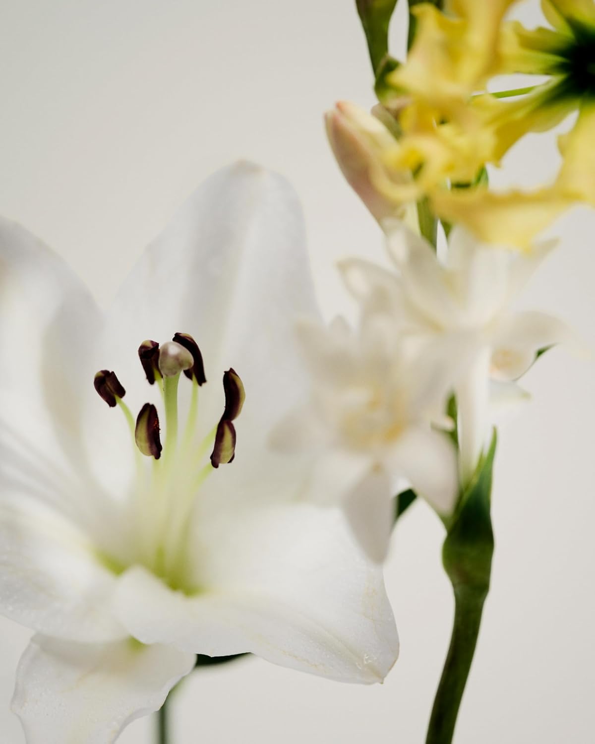 Maison Louis Marie - No.05 Kandilli Natural Roll-On Perfume Oil Sample | Luxury Clean Beauty + Non-Toxic Fragrance (0.1 fl oz | 3 ml)