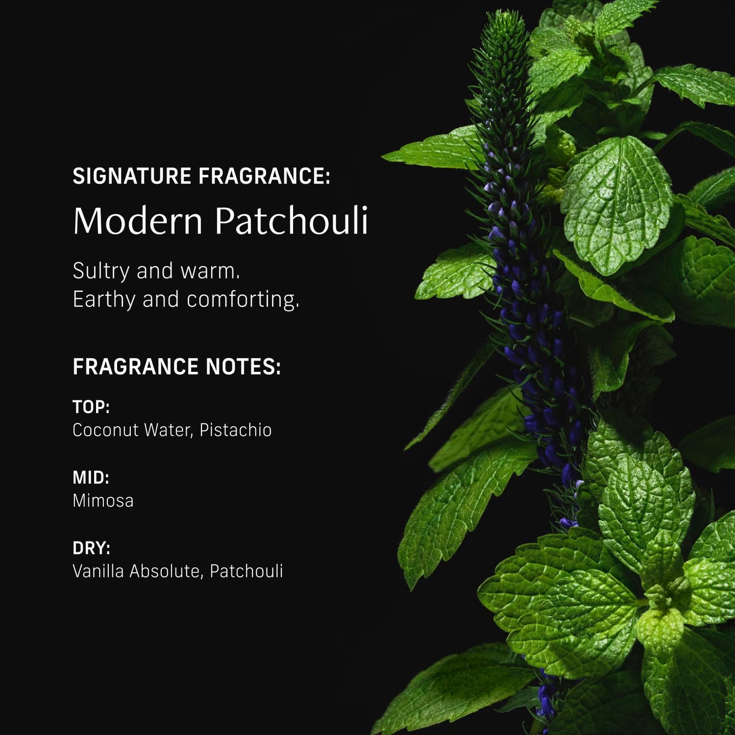 Perfume Oil Roll-On. Travel-Friendly Modern Patchouli Fragrance with Bergamot, Verbena, and Cashmere. Long-Lasting Essential Oil Parfum for Women and Men. 0.5 Fl Oz Scented Rollerball Bottle